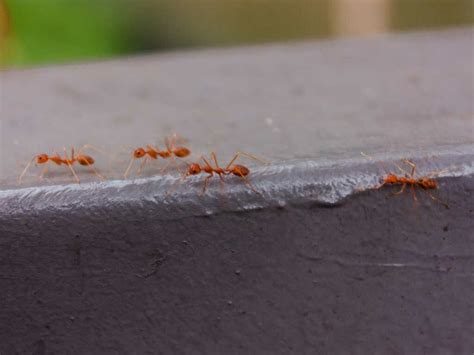 家裡有螞蟻窩 坤方位